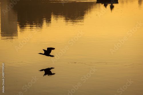 Obraz na płótnie Silhouette of a bird flying over a lake at sunrise w salonie