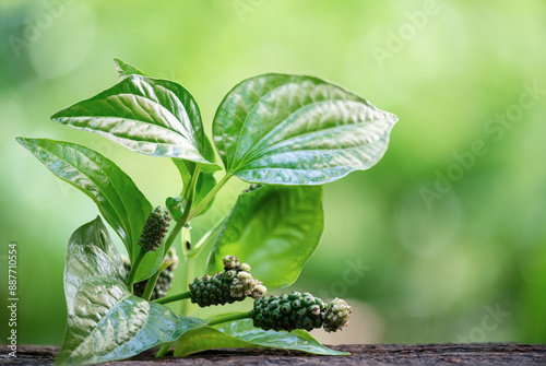 Wildbetal leafbush or Piper sarmentosum branch green leaves photo