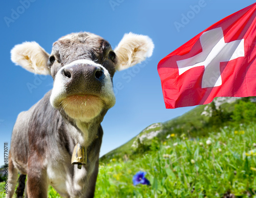 Junge Kuh in den Schweizer Bergen