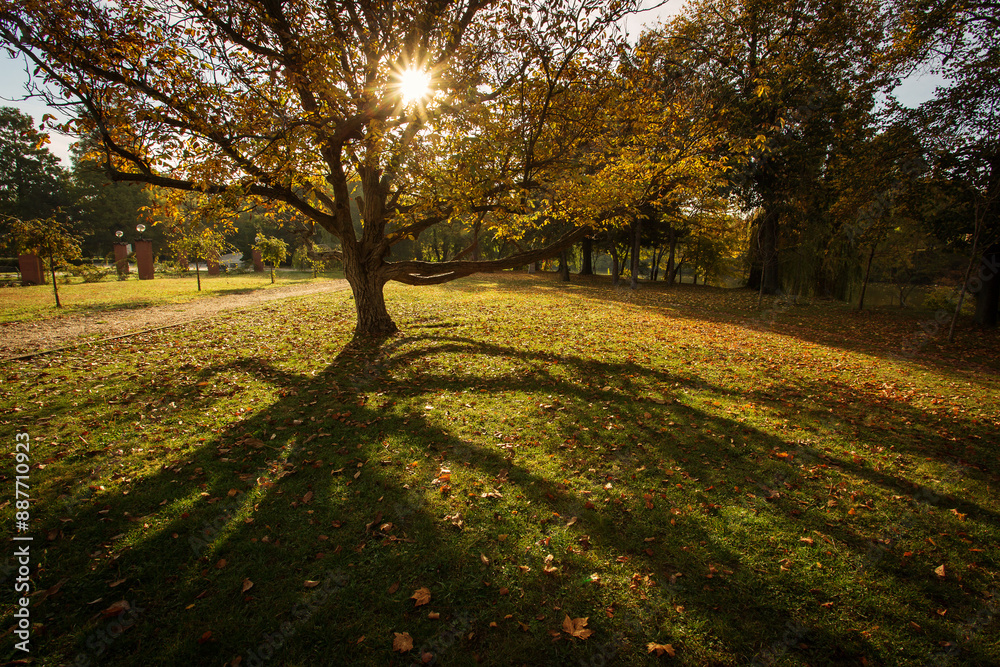 Beautiful landscape in a park in autumn season and colourful leafs