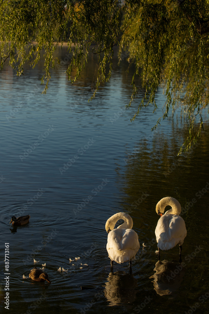 Beautiful swans at sunrise in a lake at autumn season
