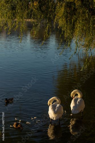 Obraz na płótnie Beautiful swans at sunrise in a lake at autumn season w salonie