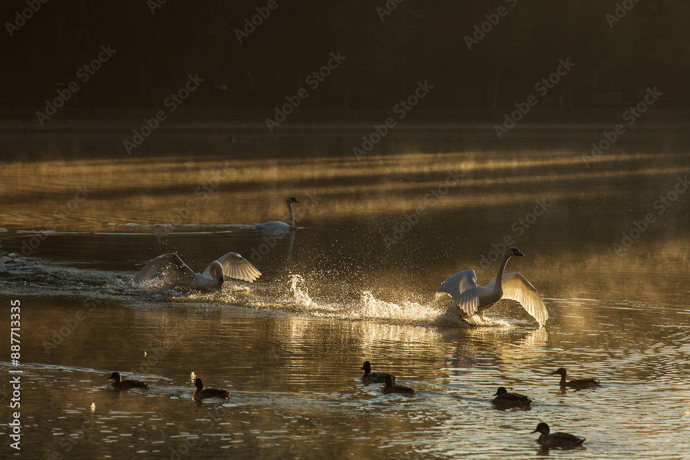 Beautiful swans at sunrise in a lake at autumn season