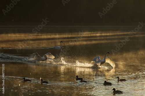 Obraz na płótnie Beautiful swans at sunrise in a lake at autumn season w salonie