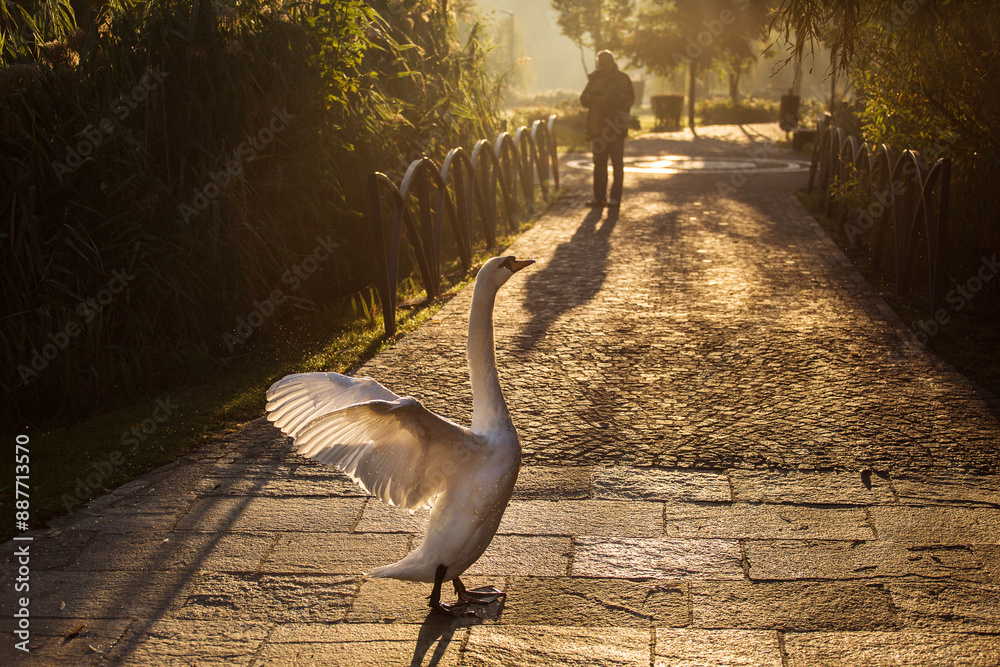 Beautiful swans at sunrise in a lake at autumn season