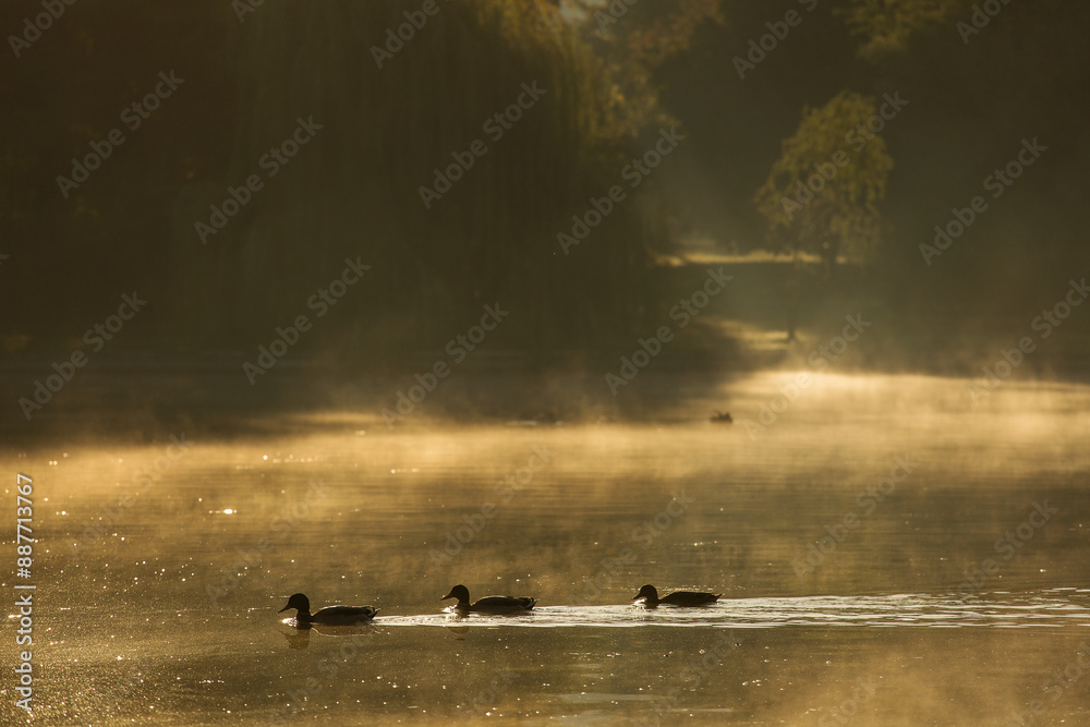 Ducks on a lake in park at sunrise with beautiful fog fall season
