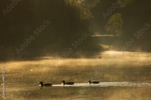 Obraz na płótnie Ducks on a lake in park at sunrise with beautiful fog fall season w salonie