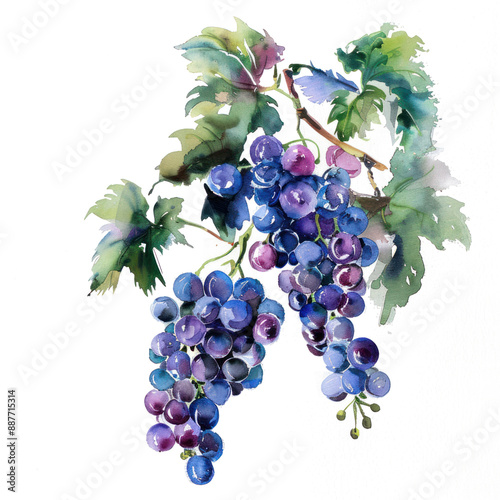 Grapevine watercolor illustration isolated on transparent. png file for art work, posters, posters, cards, holiday decor.
 photo