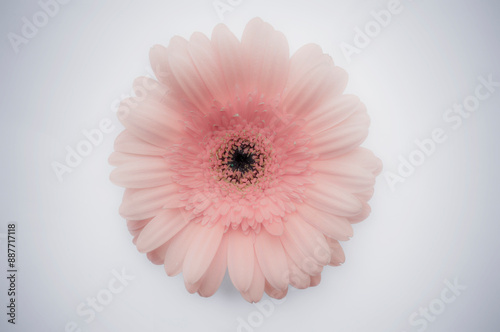 Rosarote Gerbera soliert auf weissem Hintergrund