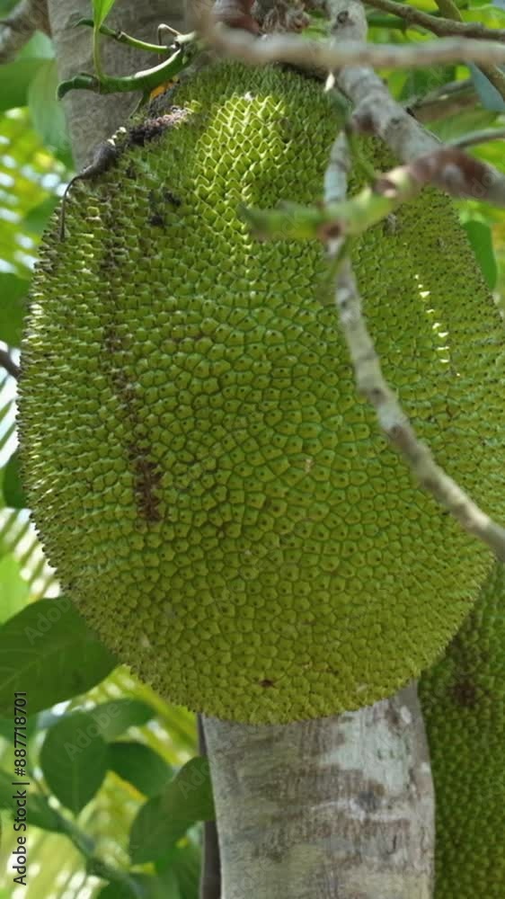 Huge jackfruit growing on jackfruit tree, A bunch of unripe jackfruit hanging on tree, Jackfruit plantation in the farm Huge jackfruit growing on jackfruit tree, A bunch of unripe jackfruit hanging on tree, Jackfruit plantation in the farm