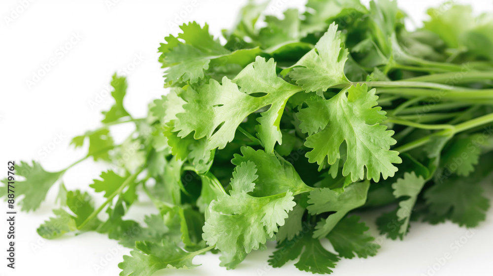 Fresh cilantro leaves closeup on a white background with vivid greenery. Ideal for cooking and herbs concept. Fresh cilantro leaves closeup on a white background with vivid greenery. Ideal for cooking and herbs concept.