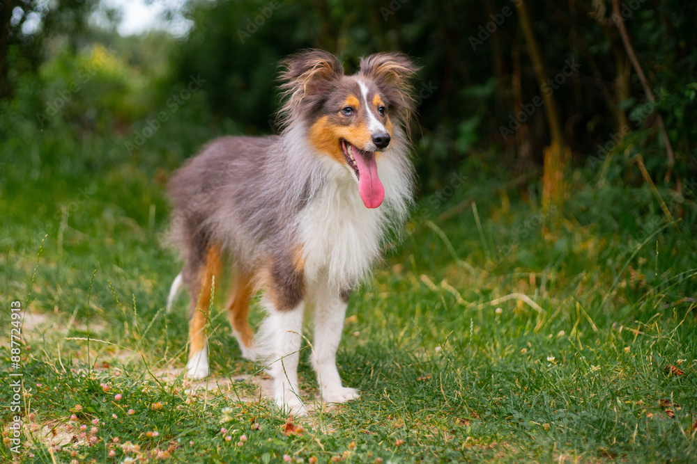 Cute fluffy gray tricolor dog shetland sheepdog. Happy sheltie in park Cute fluffy gray tricolor dog shetland sheepdog. Happy sheltie in park
