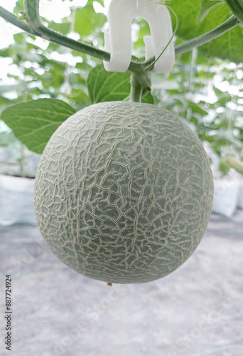A close-up melon photo of a green cantaloupe hanging from a tree branch. The cantaloupe has a smooth, slightly netted skin and a light green stem.