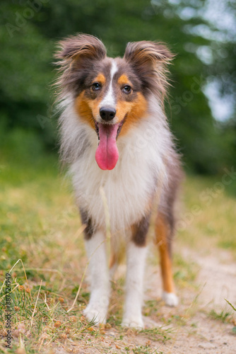 Cute fluffy gray tricolor dog shetland sheepdog. Happy sheltie in park