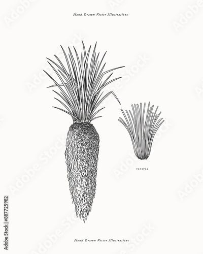 Vetiver grass. Leaves and roots of a plant in an engraving style. Design element in cosmetology and perfumery. Botanical illustration on isolated background.