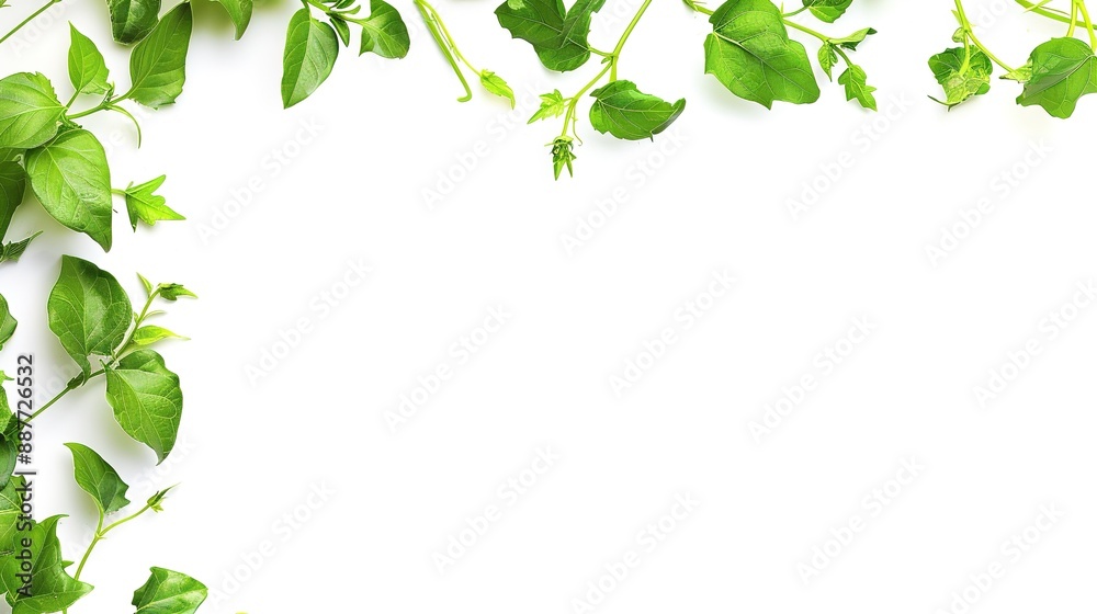 Single Line Border Design in White Background Single Line Border Design in White Background