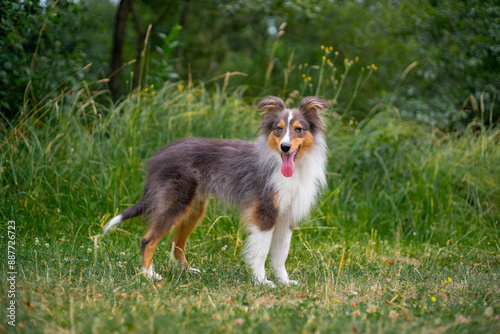 Cute fluffy gray tricolor dog shetland sheepdog. Happy sheltie in park