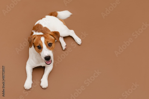 Cute Jack Russell Terrier dog is lying on a brown studio background and looking at the camera. Playful white-brown dog or pet is looking happy isolated on brown background photo