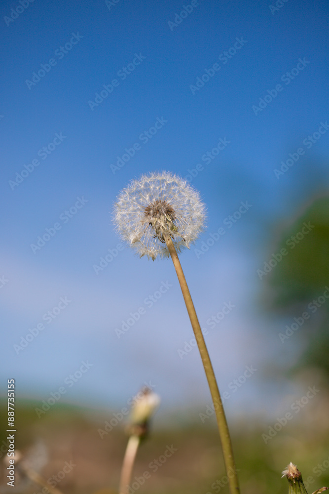 Dandelion flower on the background of the blue sky, nature Dandelion flower on the background of the blue sky, nature