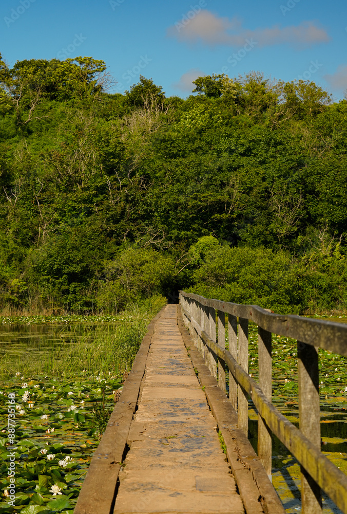Obraz premium Steg über einen Teich mit Seerosen Pembrokeshire