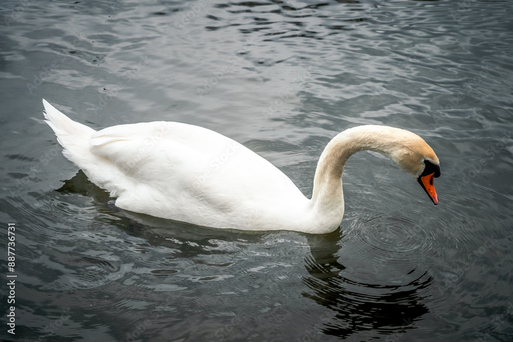 Fototapeta premium Nahaufnahme von einem Schwan im Wasser 