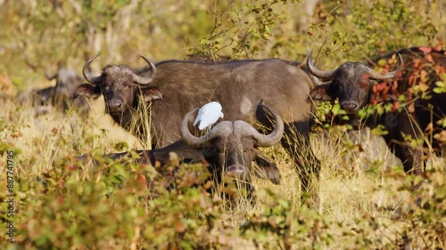 Footage shows a Cattle Egret perched on the horns of an African Cape Buffalo resting in the grass of the Okavango Delta, Moremi Game Reserve, South Africa. This unique interaction highlights the symbi photo