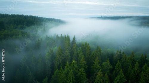 A dense fog enveloping a forest in the early morning