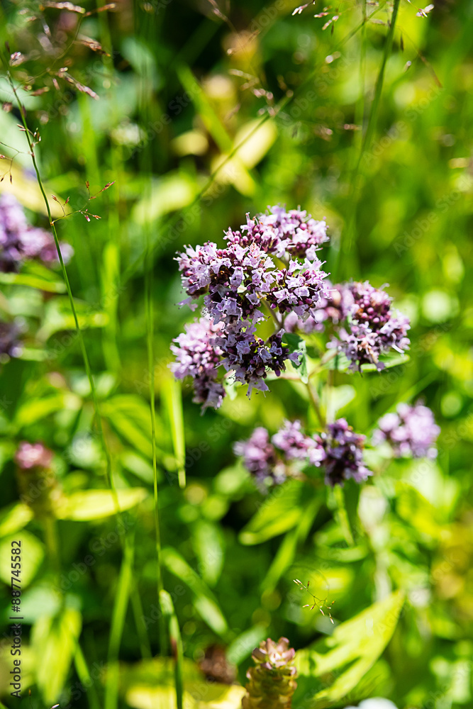 Wild oregano plant in the meadow. Wild oregano plant in the meadow.