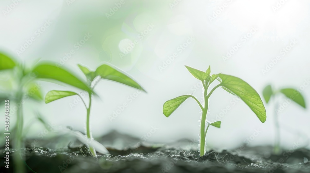 Selective focus on cucumber seedlings in greenhouse with white background and space for text Selective focus on cucumber seedlings in greenhouse with white background and space for text