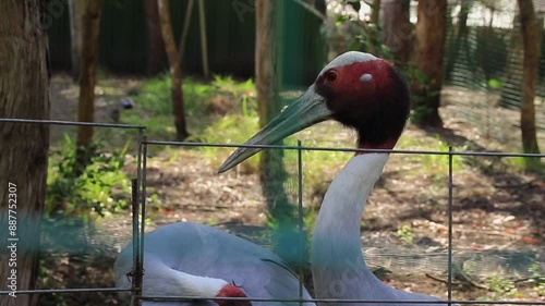 The Sarus crane (Antigone Antigone), the world's tallest extant flying bird, daytime scene at Batumi Zoo, Georgia, illustrating the concept of avian diversity and wildlife conservation. photo