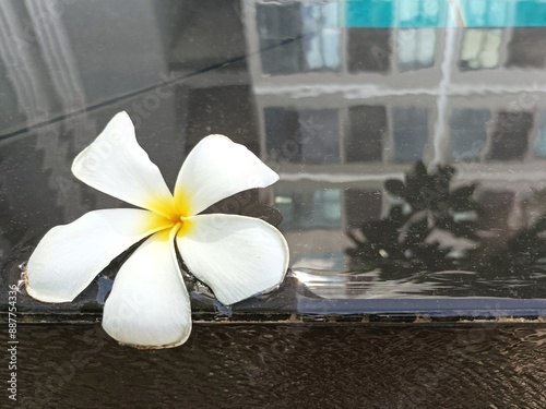 Flowers and building shadows on the swimming pool