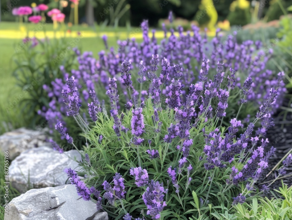 Obraz premium Lavender in the garden during summer