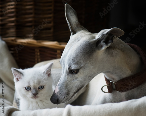 Whippet Hündin mit einem Britisch Kurzhaar Kätzchen im Hundekorb photo