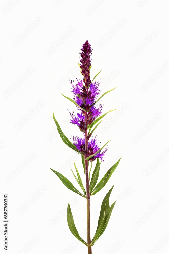 Obraz premium A single stalk of purple wildflowers with green leaves against a white background. Liatris Blazing Star flower.