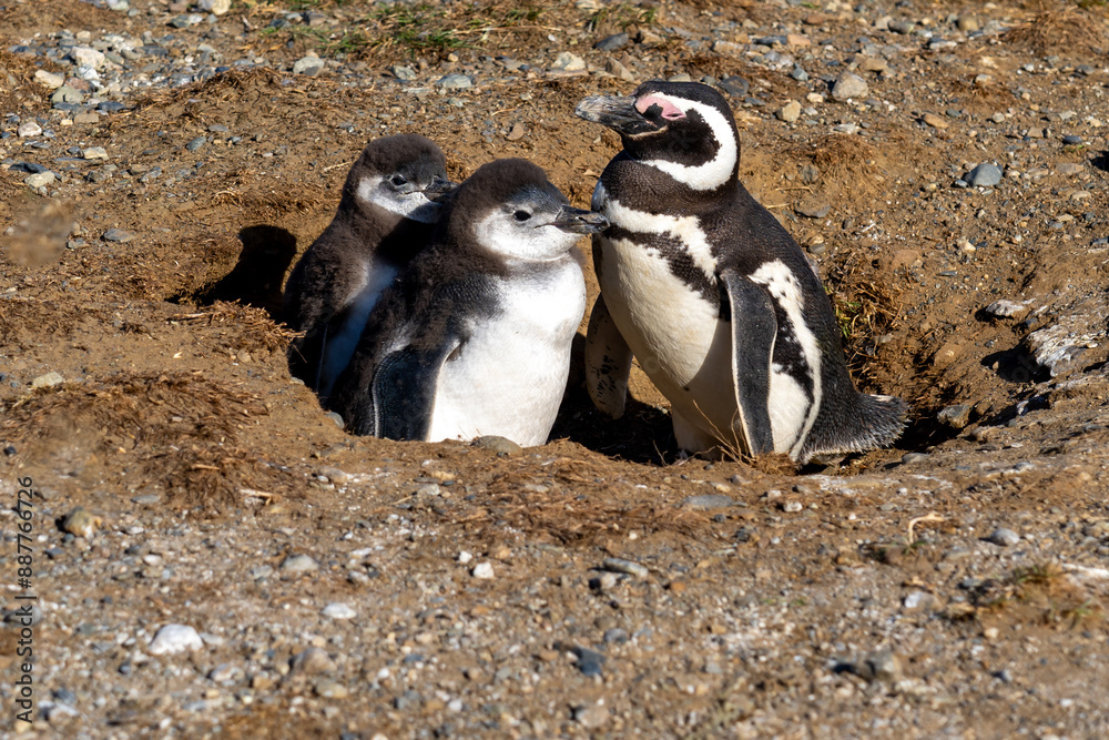 Fototapeta premium Two young and one adult Magellanic penguins at the nest in Magdalena Island, Punta Arenas, Chile.