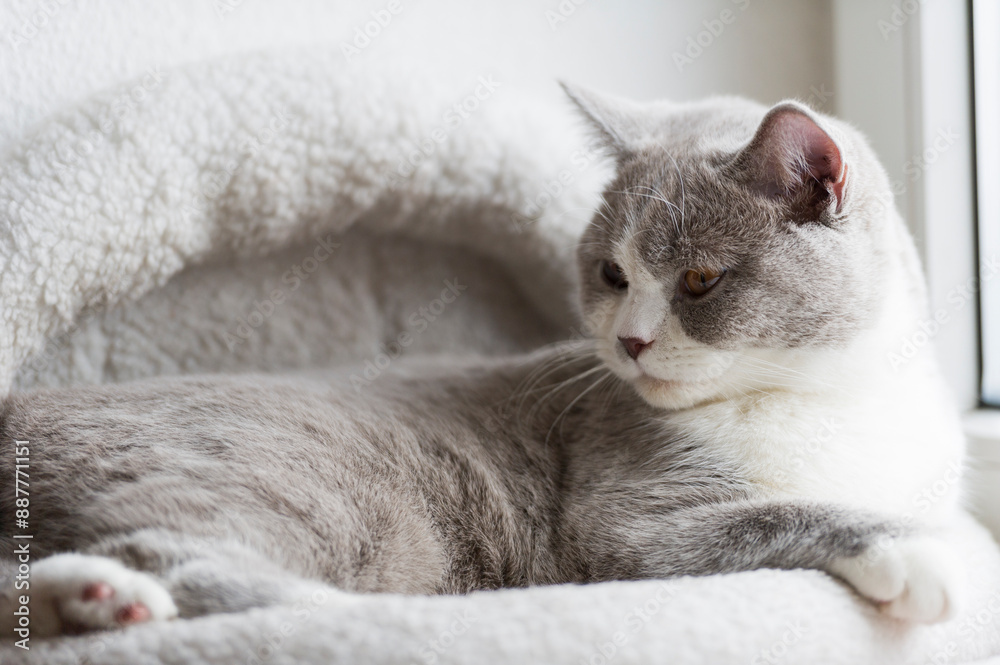 Britisch Kurzhaar Kater an seinem Fensterplatz