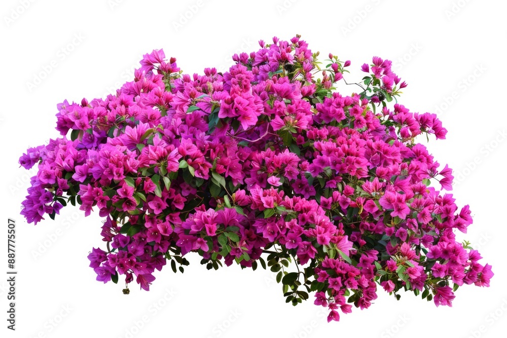 Flower Bush. Colorful Blooming Garden Bush in Pink and Red Tones Flower Bush. Colorful Blooming Garden Bush in Pink and Red Tones