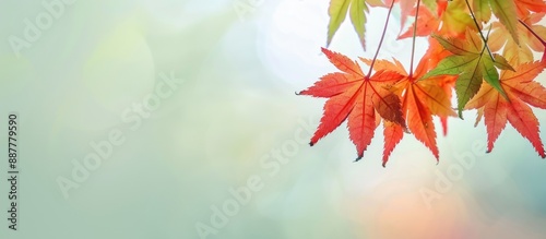 Maple leaves amidst a copy ...