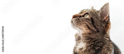 A cat isolated on a white b...
