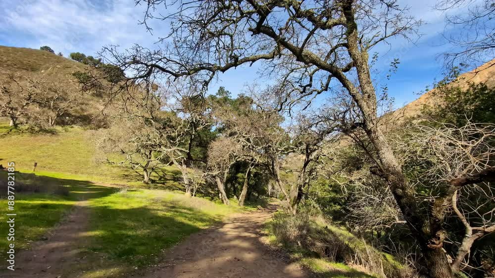 Walk through the stunning nature in the shadow of dry trees of the Mammoth Rock, slow motion,dolly shot forward Walk through the stunning nature in the shadow of dry trees of the Mammoth Rock, slow motion,dolly shot forward