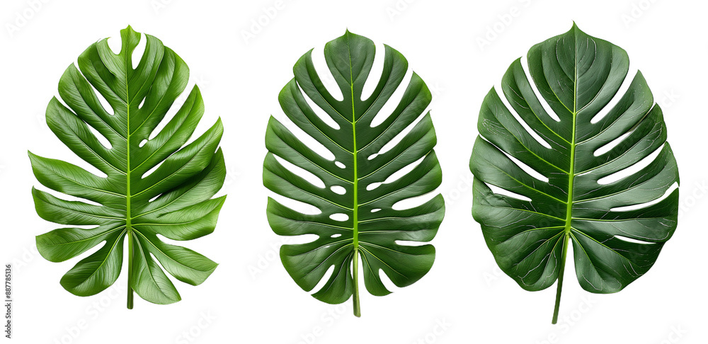 collection of tropical monstera leaves isolated on a transparent background collection of tropical monstera leaves isolated on a transparent background