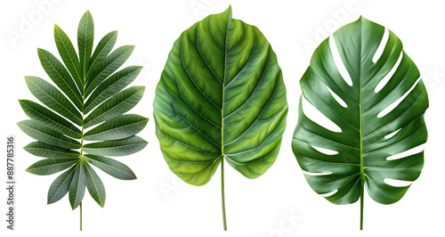 collection of tropical leaves isolated on a transparent background