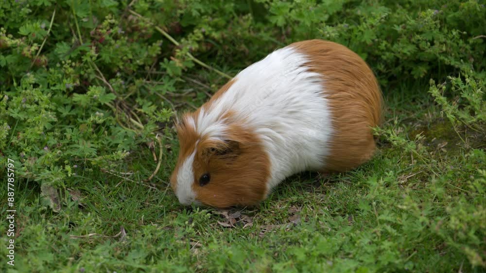 A beautiful guinea pig in the garden A beautiful guinea pig in the garden