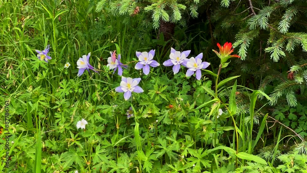 Colorado state wild flowers Columbine plants wilderness nature Indian Paintbrush Needle Creek Trail Chicago Basin Silverton Colorado Rocky Mountains camping backpacking mountaineering hiking sunny day