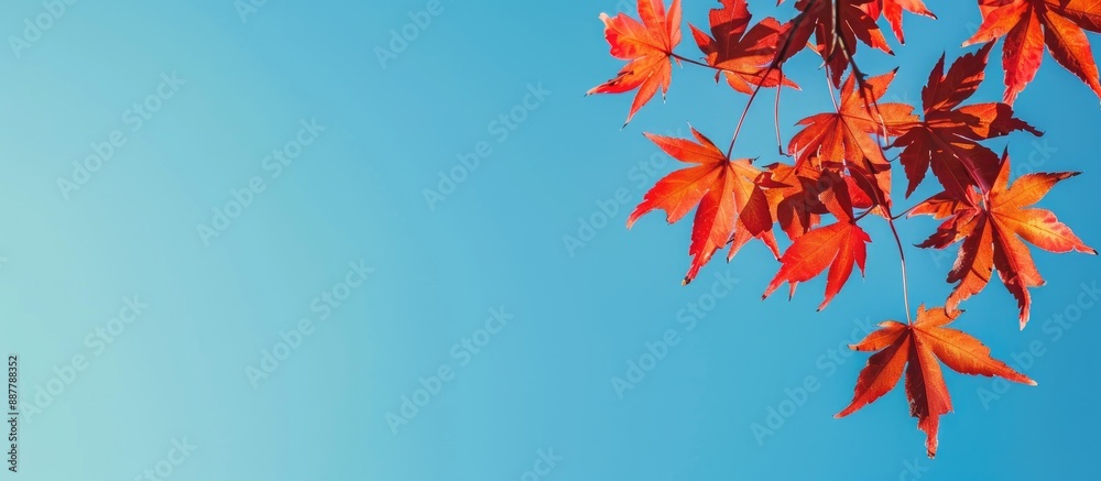 Smooth Japanese maple leaves of the Red Acer Palmatum against a clear blue sky create a vibrant autumn background with copy space image Smooth Japanese maple leaves of the Red Acer Palmatum against a clear blue sky create a vibrant autumn background with copy space image