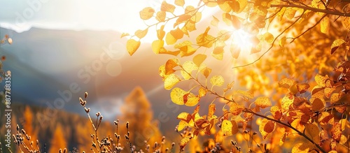 Autumnal golden leaves in t...