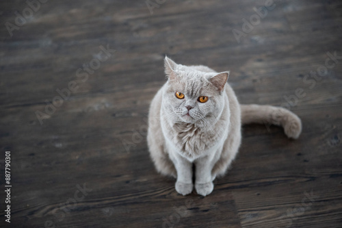 Porträt einer Britisch Kurzhaar Katze photo