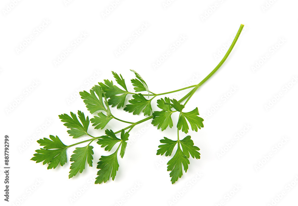 Fresh parsley leaves on white background Fresh parsley leaves on white background