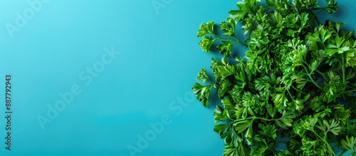 Green parsley on colorful b...