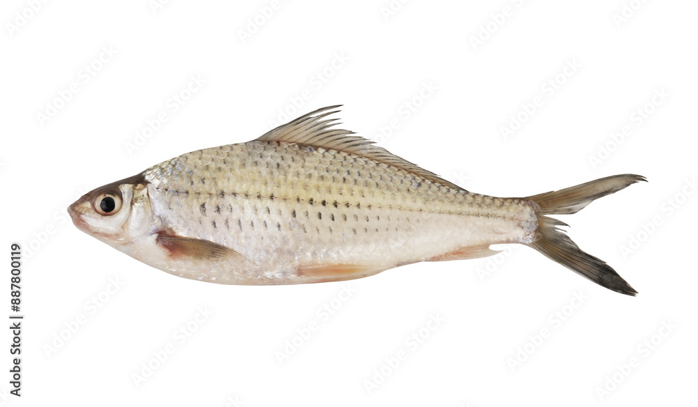Fresh Asian freshwater fish isolated on white background Fresh Asian freshwater fish isolated on white background